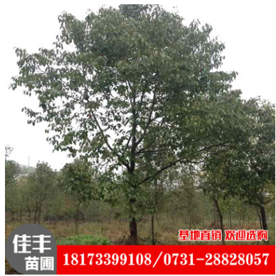 【基地直銷】大量?jī)?yōu)價(jià)批發(fā)出售全冠香樟樹(shù)苗,移栽截桿全冠香樟