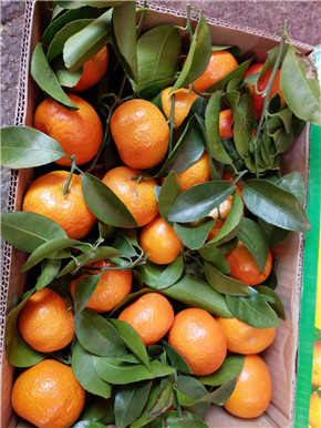 四會(huì)沙糖桔 全國(guó)配送 柑橘橙 *四會(huì)沙糖桔