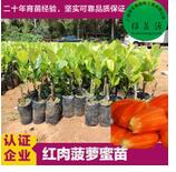 菠蘿蜜樹苗 菠蘿蜜樹苗供應(yīng)商 菠蘿蜜樹苗批發(fā) 菠蘿蜜樹苗價(jià)格