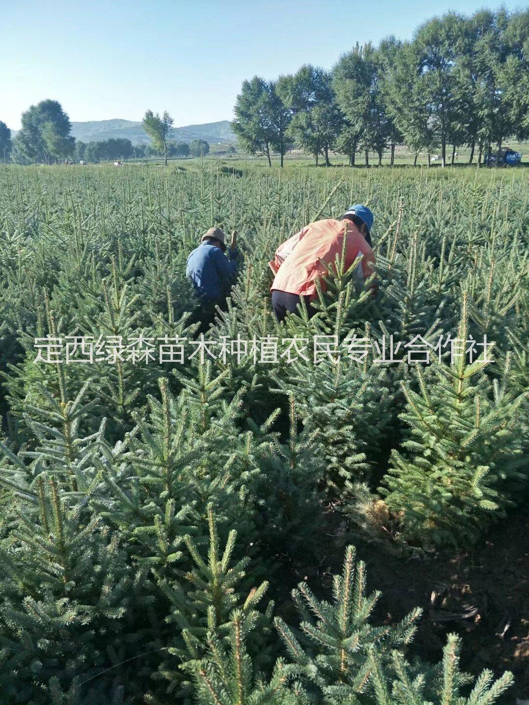 甘肅云杉，甘肅云杉基地 甘肅云杉|甘肅云杉圖片 甘肅云杉\云杉樹苗在哪里