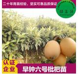 枇杷苗 枇杷嫁接苗 枇杷苗批發(fā) 枇杷苗種植價(jià)格