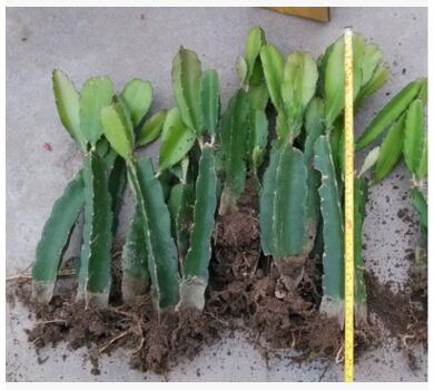 紅肉火龍果苗 火龍果苗 廣西火龍果苗 火龍果苗價格批發(fā)