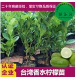 供應楊梅苗 東魁楊梅苗 果大味甜 東魁楊梅水晶楊梅黑炭楊梅苗