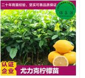 青檸檬苗 檸檬苗 香水檸檬苗 嫁接檸檬苗