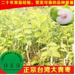 青棗苗 青棗苗供應(yīng)商 青棗苗批發(fā)銷售 青棗苗價格