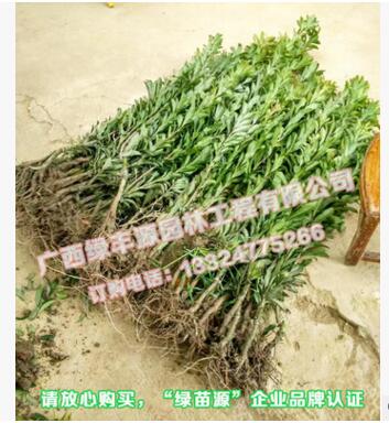 供應楊梅苗 東魁楊梅苗 果大味甜 東魁楊梅水晶楊梅黑炭楊梅苗