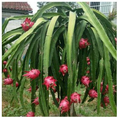 紅肉火龍果苗 火龍果苗 廣西火龍果苗 火龍果苗價格批發(fā)