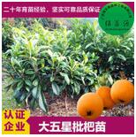 枇杷苗 枇杷嫁接苗 枇杷苗批發(fā) 枇杷苗種植價(jià)格