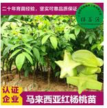 楊桃苗 楊桃苗嫁接苗 楊桃苗批發(fā) 楊桃苗種植價格