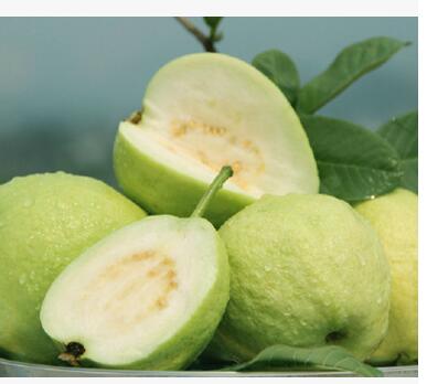 番石榴苗 無(wú)籽番石榴苗 紅心番石榴苗 番石榴苗批發(fā)銷售