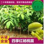 楊桃苗 楊桃苗嫁接苗 楊桃苗批發(fā) 楊桃苗種植價格