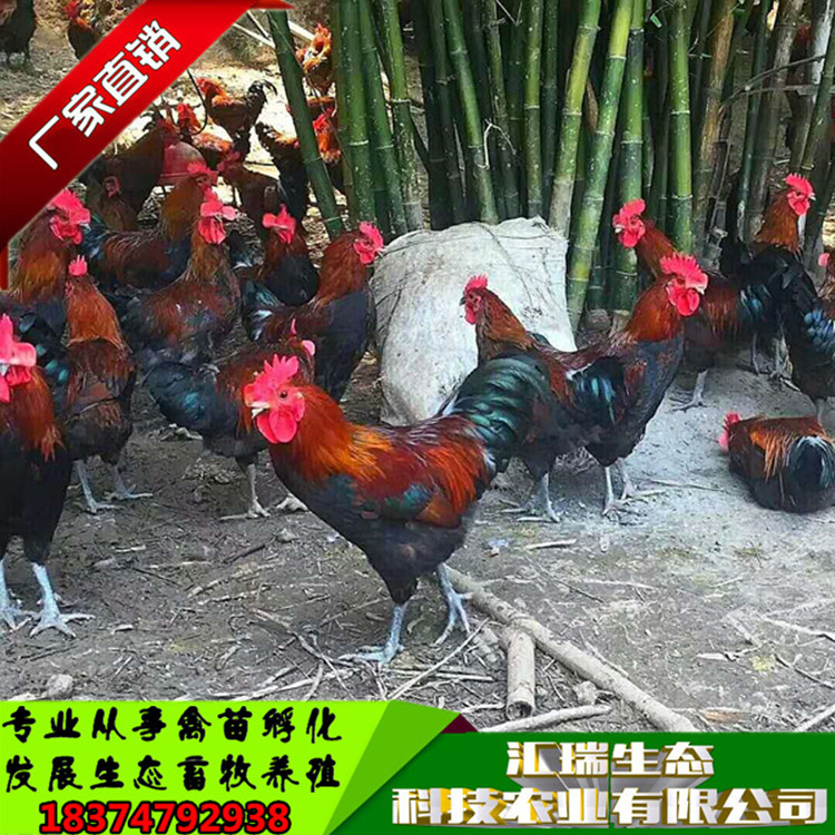 土雞苗土雜雞苗血毛土雞苗大紅公雞苗廠價(jià)直銷