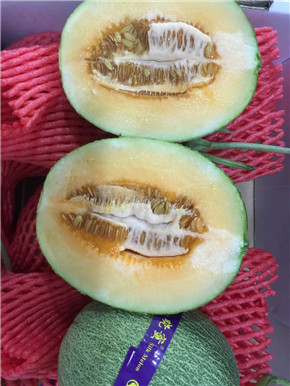 【品質(zhì)穩(wěn)定,脆甜爽口】絲露曉蜜瓜  哈密瓜 絲露曉蜜瓜 哈密瓜 海南出產(chǎn)