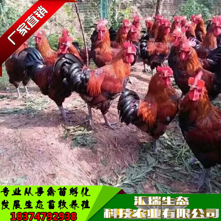 土雞苗土雜雞苗血毛土雞苗大紅公雞苗廠價(jià)直銷