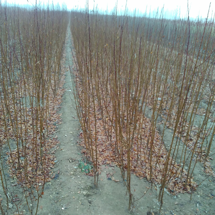 杏樹優(yōu)質(zhì)杏樹苗批發(fā)基地 嫁接杏樹苗哪里賣的便宜多少錢一棵