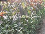 貴州碧桃 貴州碧桃銷售 貴州碧桃批發(fā)價格 貴州碧桃種植
