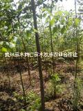 貴州美人梅種植 貴州美人梅 貴州美人梅批發(fā) 貴州美人梅供應(yīng)