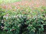 貴州丁香 貴州丁香種植銷售 貴州丁香批發(fā) 貴州丁香價(jià)格
