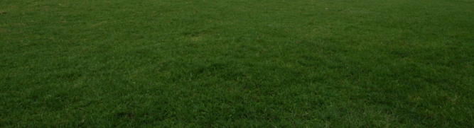 廠家供應(yīng)夏威夷草  夏威夷草報(bào)價(jià) 夏威夷草批發(fā) 夏威夷草廠家