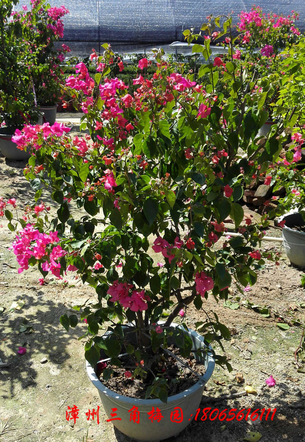 廣東勒* 紅花三角梅 三角梅產地 量大優(yōu)惠