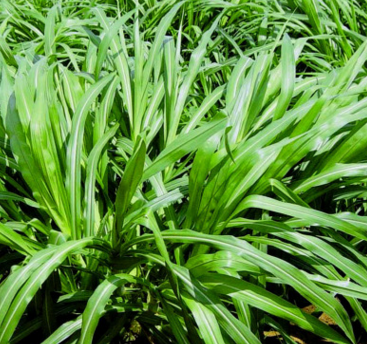 廠家基地直銷 草坪 馬尼拉 果嶺草 四季青 足方 現(xiàn)鏟草坪 農(nóng)戶價(jià)