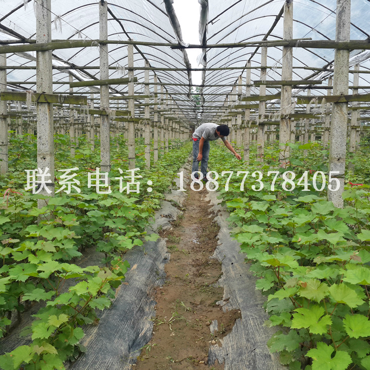 夏黑葡萄苗_夏黑葡萄苗價(jià)格_廣西優(yōu)質(zhì)夏黑葡萄苗批發(fā)