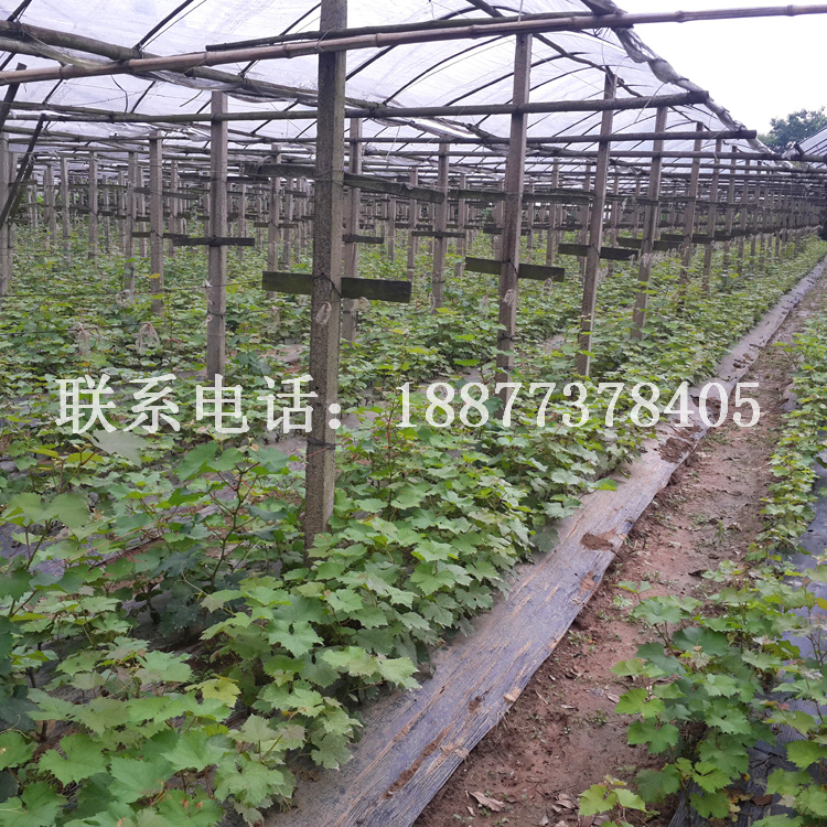 夏黑葡萄苗_夏黑葡萄苗價(jià)格_廣西優(yōu)質(zhì)夏黑葡萄苗批發(fā)