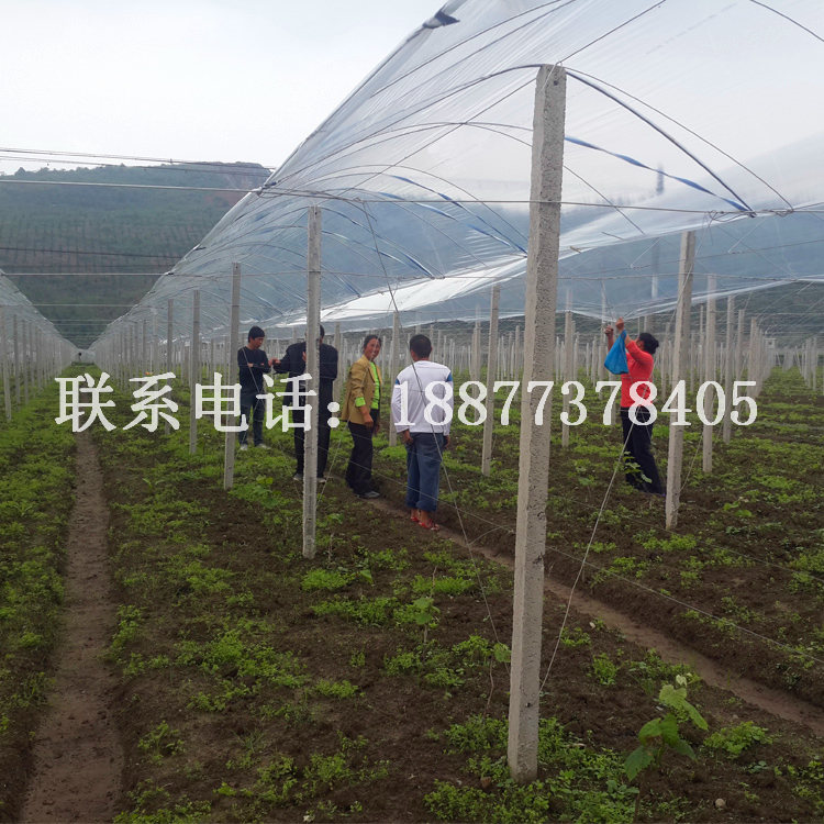 專業(yè)葡萄避雨棚搭建_葡萄棚搭建_葡萄架搭建_葡萄水泥柱搭建_葡萄園棚架搭建