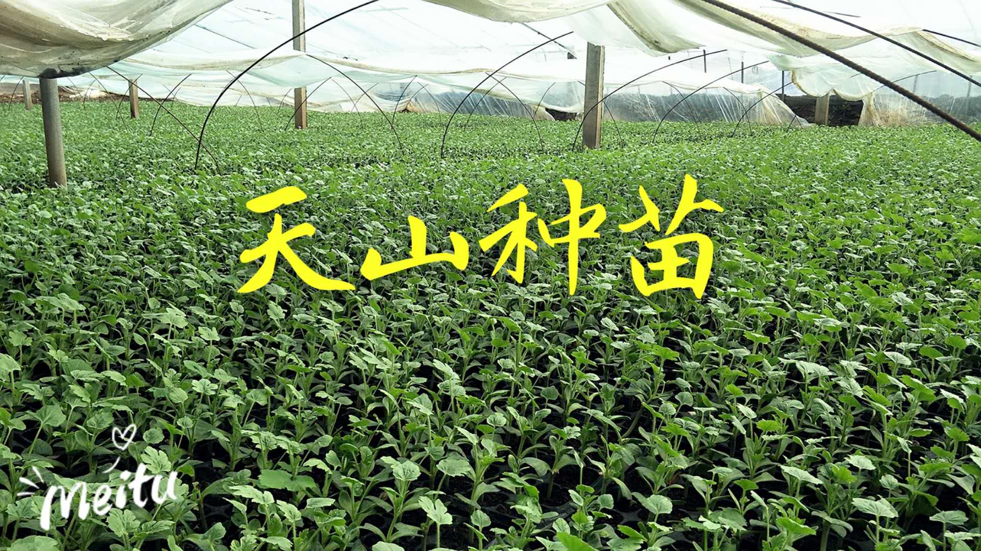 天山種苗宿州西瓜苗徐州西瓜苗