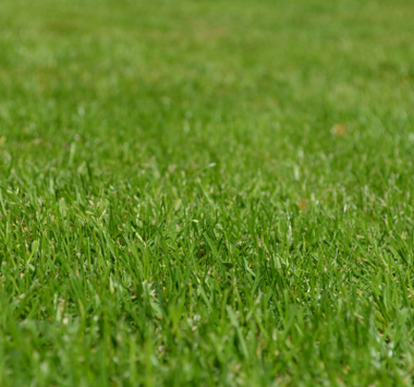 廠家供應(yīng)大葉油草   大葉油草報(bào)價(jià) 大葉油草批發(fā)  東莞直銷大葉油草   大葉油草