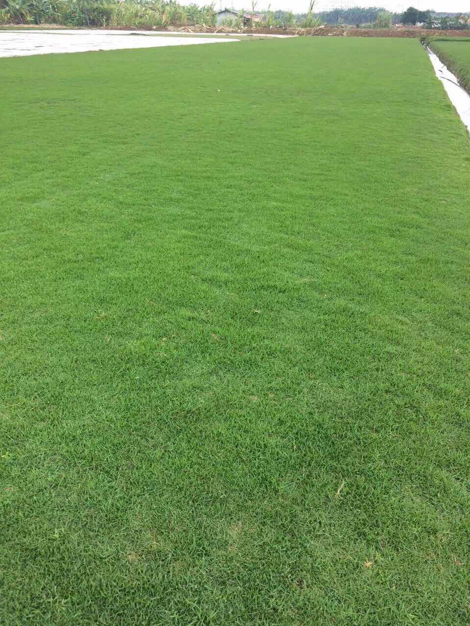 東莞馬尼拉草塊供應(yīng)商、報價  東莞馬尼拉草塊批發(fā)  東莞馬尼拉草塊廠家  東莞洪福馬尼拉草塊 馬尼拉草塊