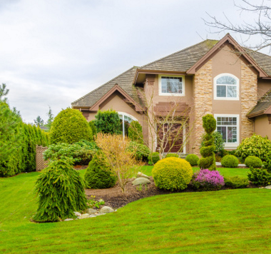 廠家供應(yīng)大葉油草   大葉油草報(bào)價(jià) 大葉油草批發(fā)  東莞直銷大葉油草   大葉油草