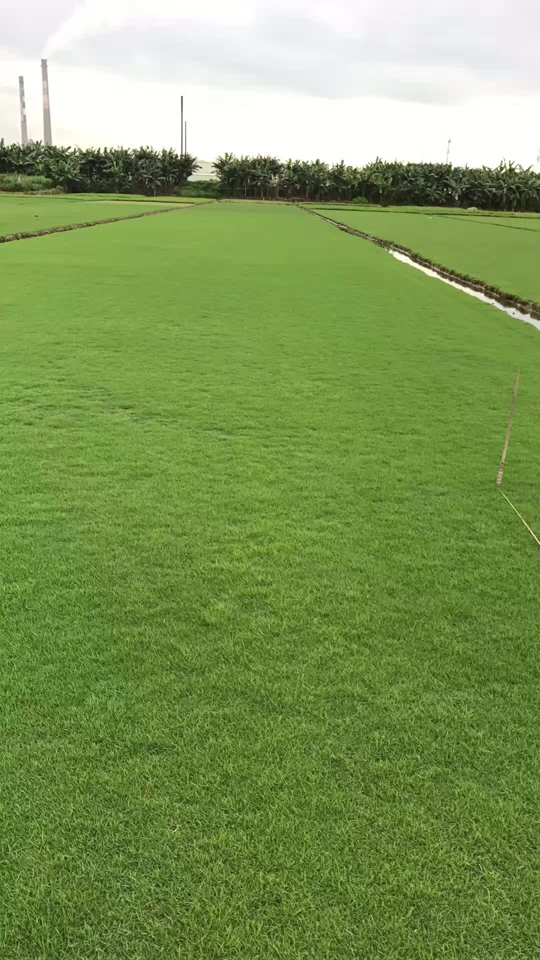 東莞馬尼拉草塊供應(yīng)商、報價  東莞馬尼拉草塊批發(fā)  東莞馬尼拉草塊廠家  東莞洪福馬尼拉草塊 馬尼拉草塊