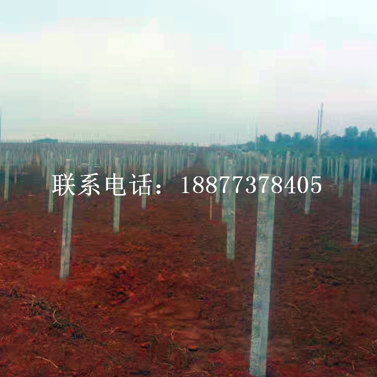 專業(yè)火龍果水泥柱建園_火龍果棚搭建_火龍果架搭建_火龍果水泥柱搭建_火龍果園水泥柱架搭建