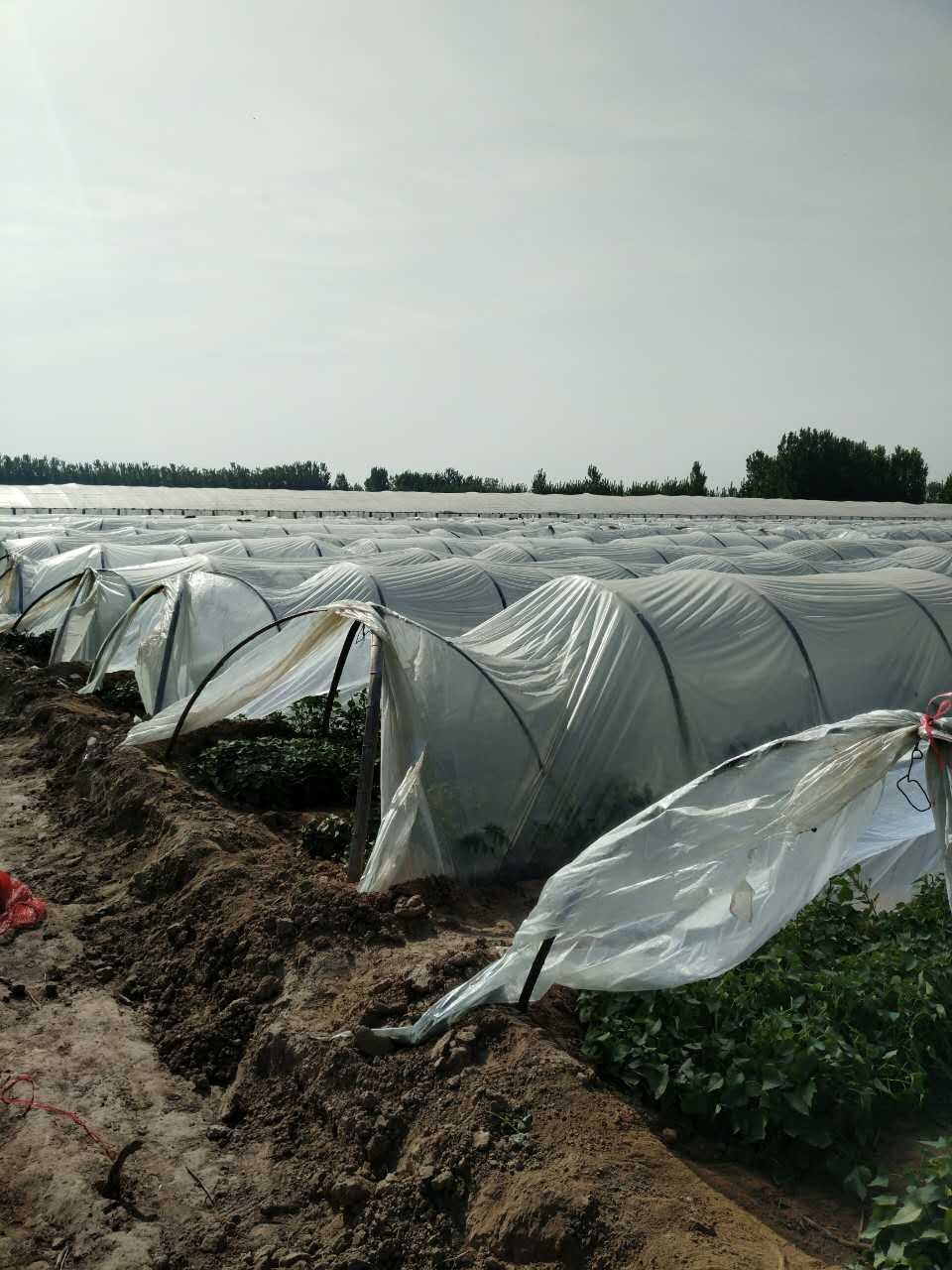 紫薯回收簽訂合同為民開拓致富路 簽訂回收合同激發(fā)種植紫薯興趣