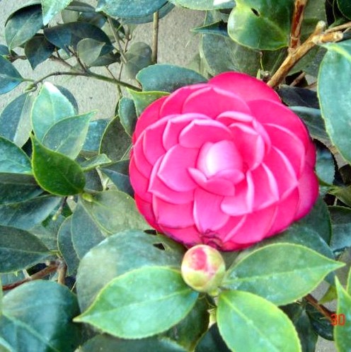 供應(yīng)福建茶花、茶花種植基地、茶花批發(fā)產(chǎn)地