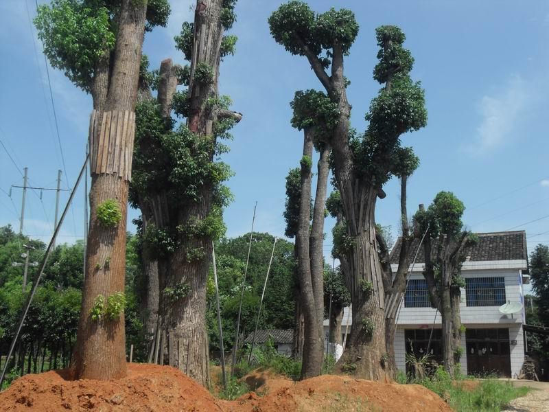 供應(yīng)福建香樟、香樟養(yǎng)殖基地、香樟批發(fā)價格