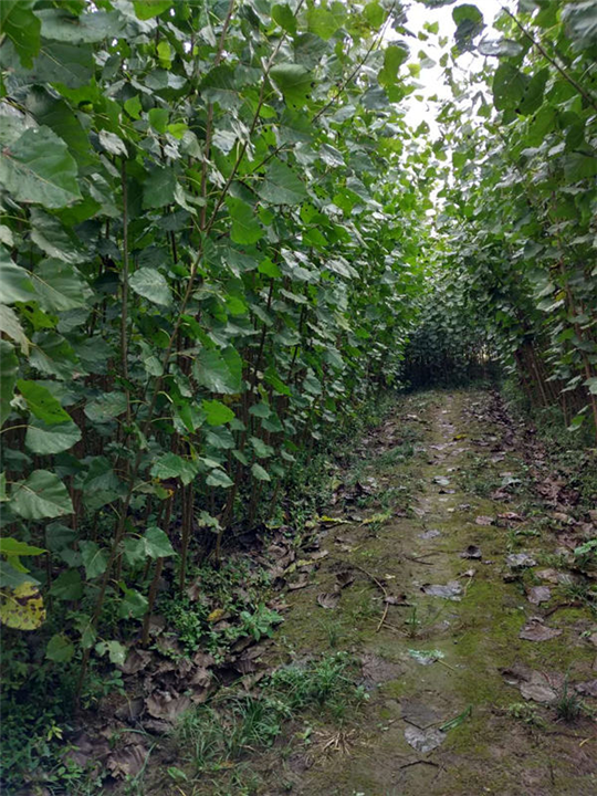 供應(yīng)潛江楊樹苗、潛江楊樹苗批發(fā)、潛江楊樹苗價(jià)格