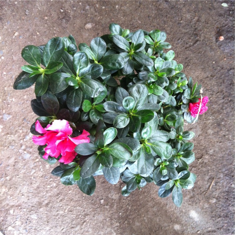 供應(yīng)福建*花苗、*花苗種植技術(shù)、*花苗養(yǎng)殖基地