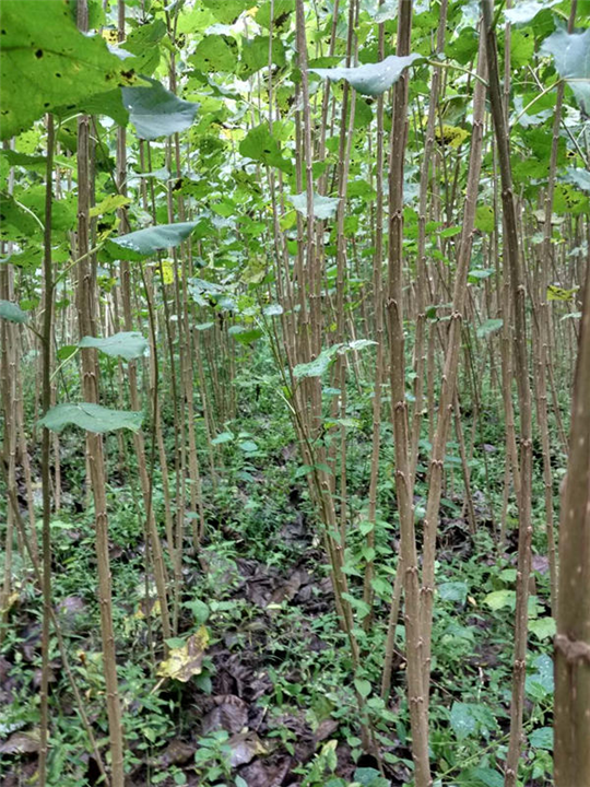 供應(yīng)湖北白楊樹苗、湖北白楊樹苗價格、湖北白楊樹苗批發(fā)