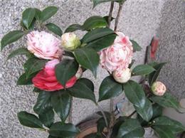 供應(yīng)福建茶花、茶花種植基地、茶花批發(fā)產(chǎn)地