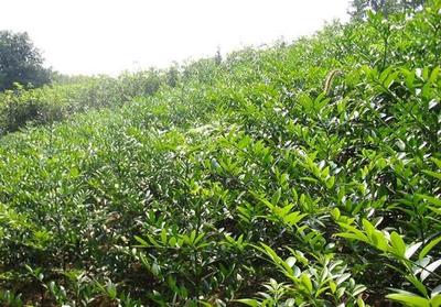 福建竹柏基地、竹柏苗木出售、竹柏批發(fā)價(jià)格