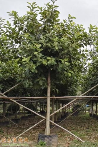 供應(yīng)富貴榕、富貴榕苗木基地、富貴榕全國(guó)批發(fā)