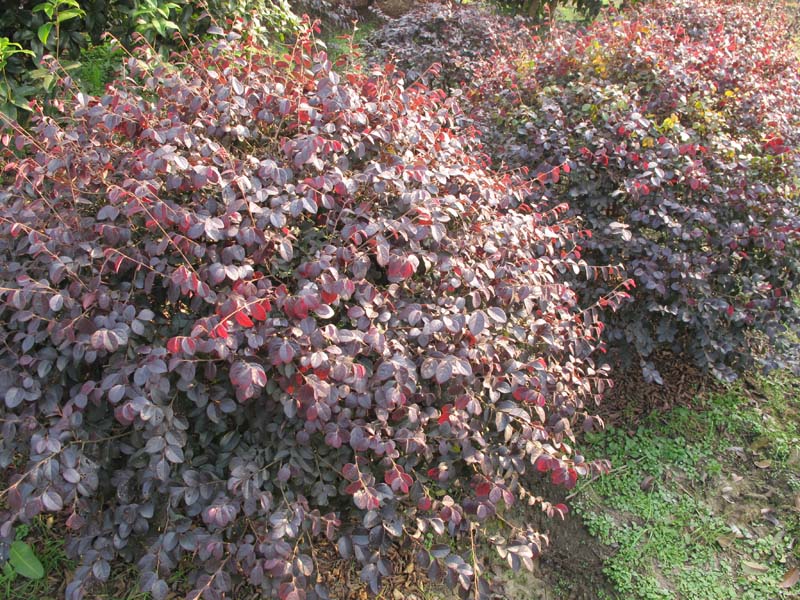福建紅花繼木出售、紅花繼木小苗、福建紅花繼木基地