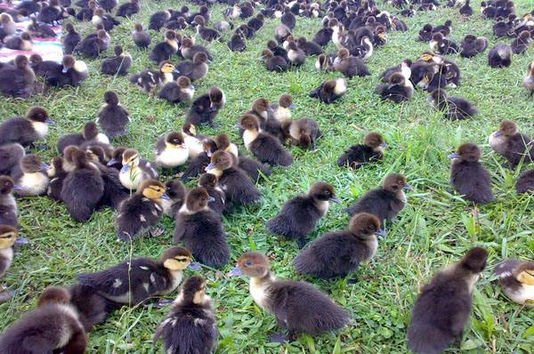 供應(yīng)大種黑番鴨苗品種純正毛色均抗病能力強(qiáng)