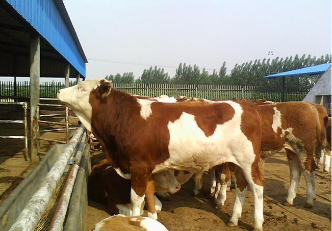 山西肉牛西門塔爾牛 西門塔爾牛養(yǎng)殖技術(shù) 西門塔爾牛市場價格 西門塔爾牛生長周期 西門塔爾牛圖片