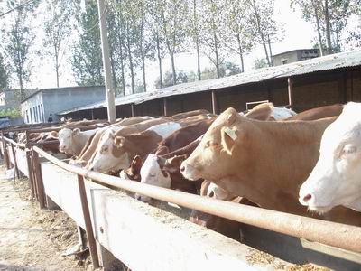 山西肉牛夏洛萊牛報價 夏洛萊牛圖片 夏洛來牛 夏洛萊牛種牛價格 夏洛萊牛的優(yōu)點與缺點