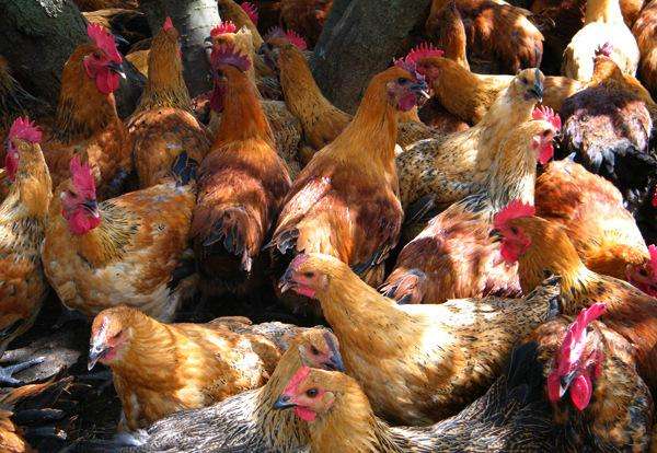 供應青腳麻雞苗成活率高包運包路損量多從優(yōu)