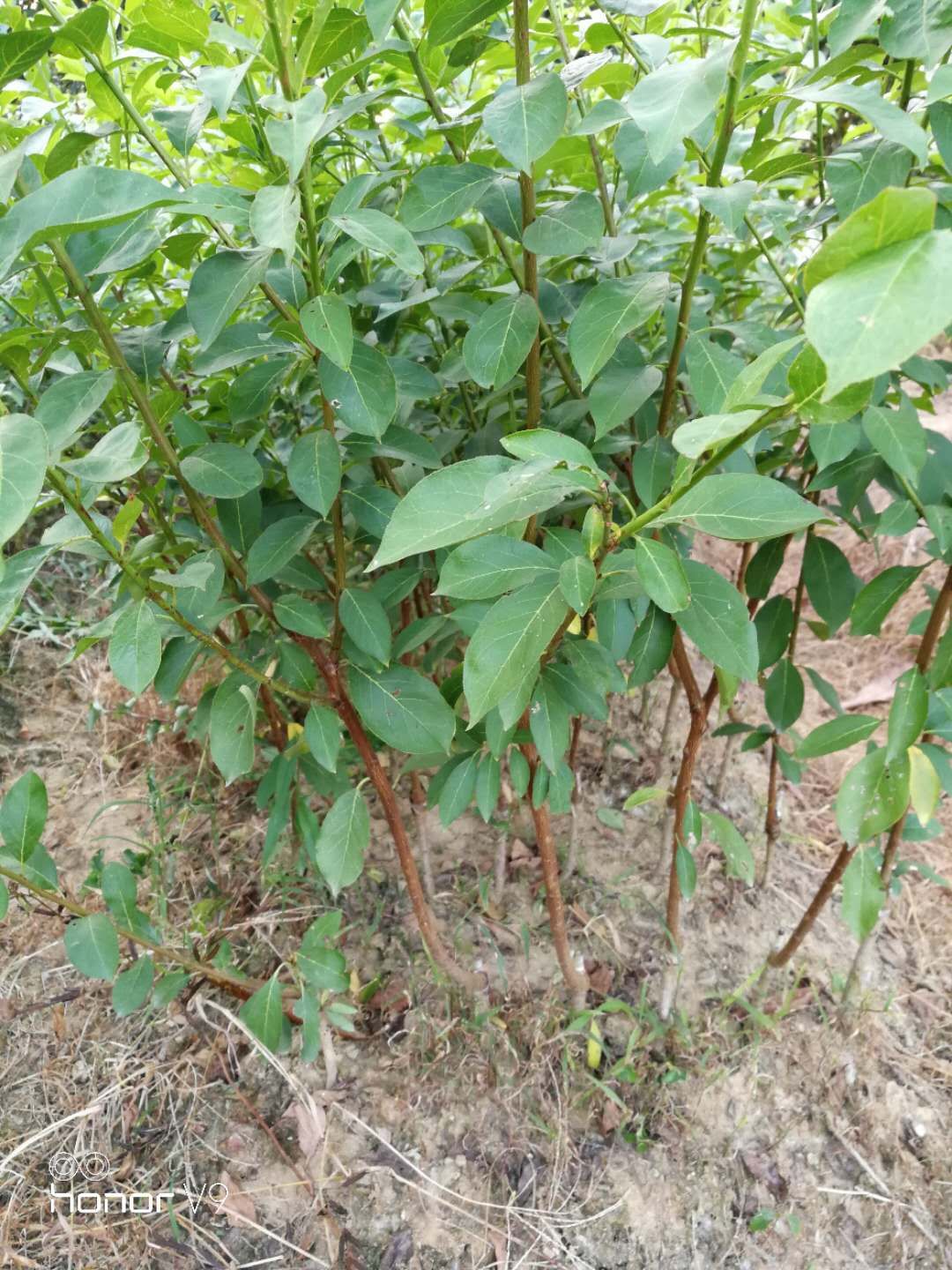 翁源鷹嘴桃苗價(jià)格  嘴桃桃苗種植基地 翁源鷹嘴桃苗批發(fā) 翁源鷹嘴桃苗哪家好