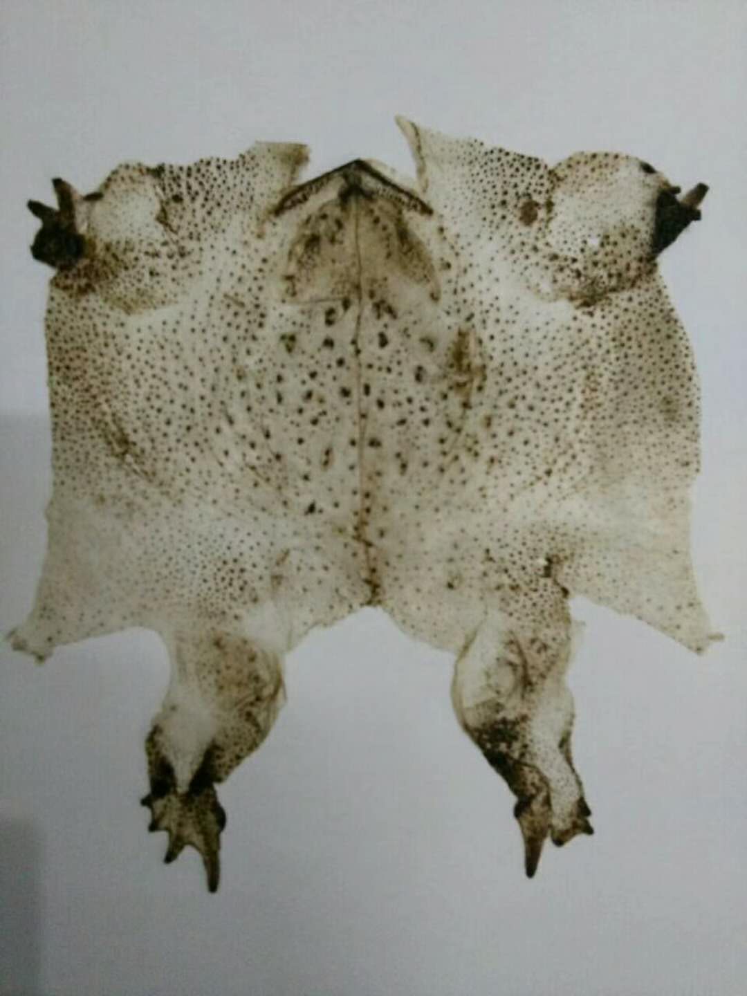 蟾蜍一邊采食一邊蛻蟾衣技術(shù)